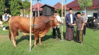 Puluhan Hewan Kurban Dibagikan ke Pondok Pesantren hingga Panti Asuhan Bertepatan dengan Momen Hari Raya Idul Adha