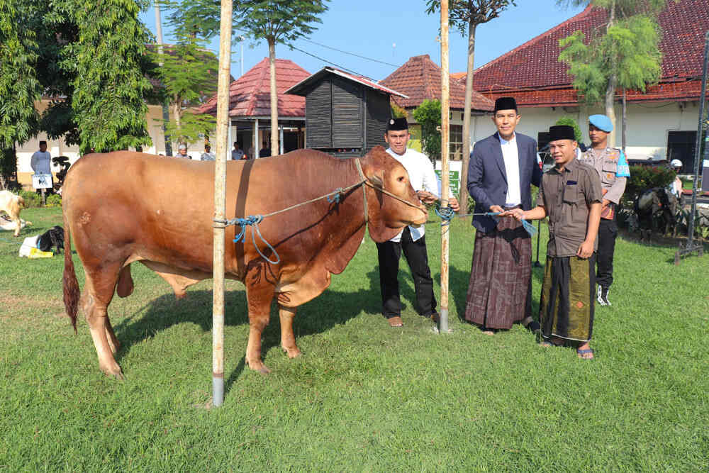 Puluhan Hewan Kurban Dibagikan ke Pondok Pesantren hingga Panti Asuhan Bertepatan dengan Momen Hari Raya Idul Adha