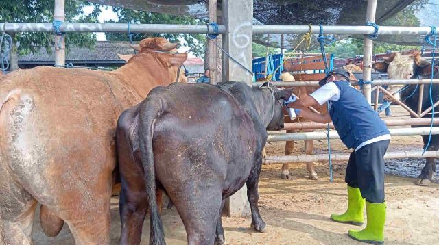 Cek Daging Kurban, DKPP Kota Blitar Temukan Ratusan Hewan Cacingan