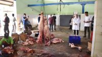 Usai Salat Iduladha 1445 H Pj Wali Kota Kediri Tinjau RPH, Pastikan Hewan Kurban Aman, Sehat, dan Layak Konsumsi