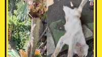 Pelaku Gorok Kucing Lalu Dipaku di Malang, Diburu Animal Defender-19