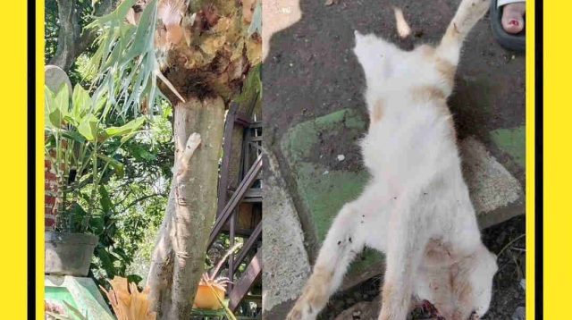 Pelaku Gorok Kucing Lalu Dipaku di Malang, Diburu Animal Defender-19