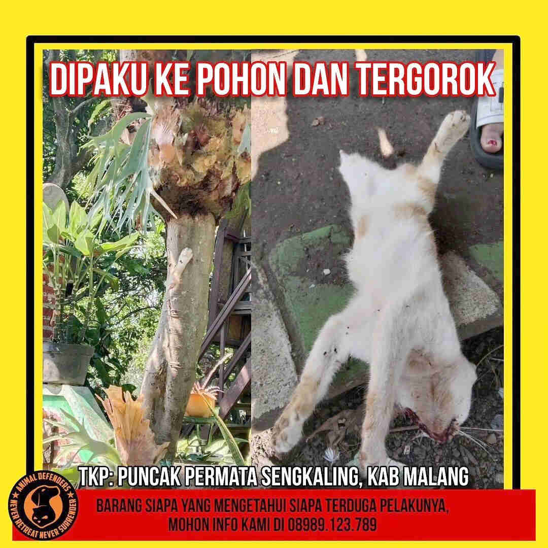 Pelaku Gorok Kucing Lalu Dipaku di Malang, Diburu Animal Defender-19