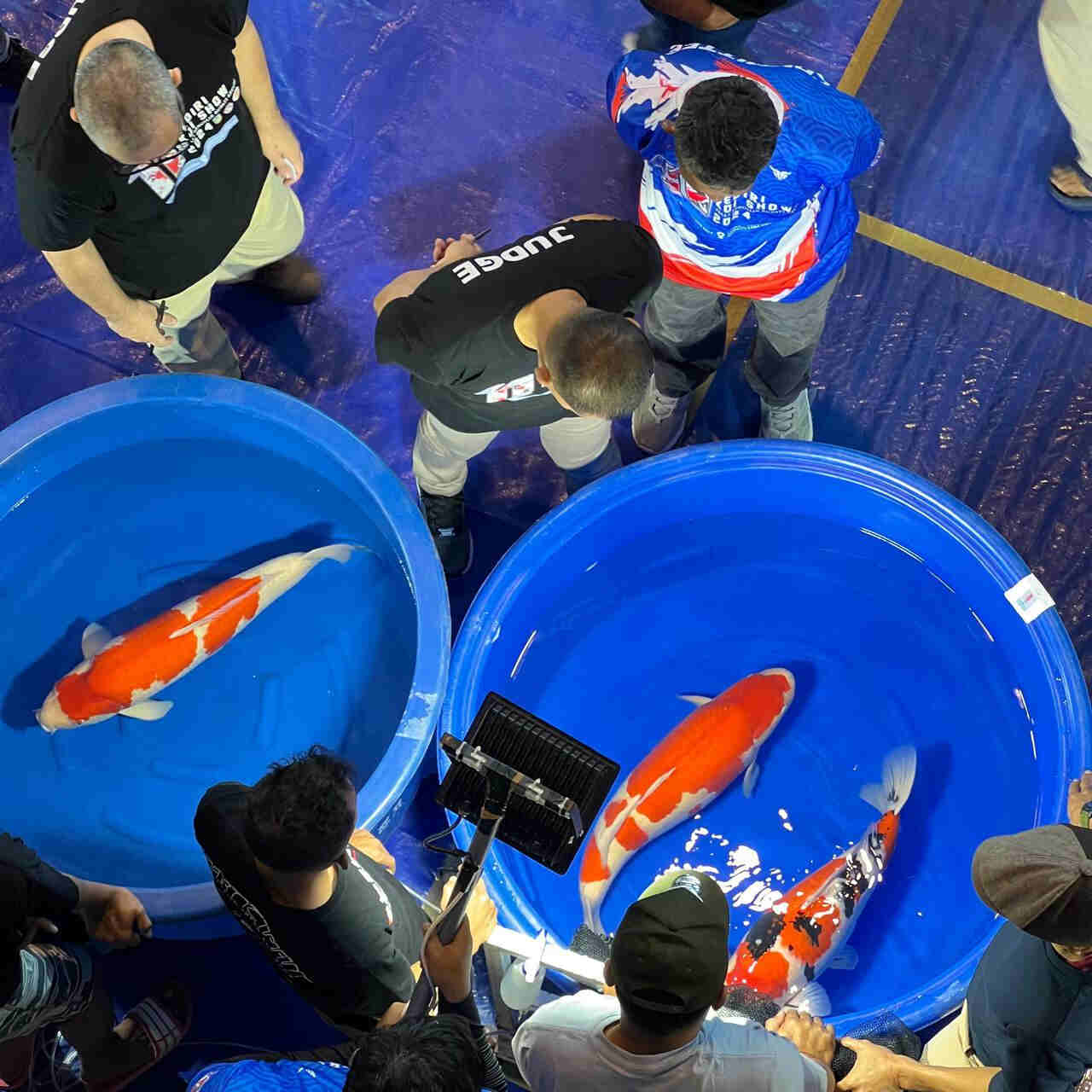 Koi Show di Simpang Lima Gumul Diikuti 1.460 Peserta, Wakil Kabupaten Kediri Meraih Gelar “Most Breeder APKI”