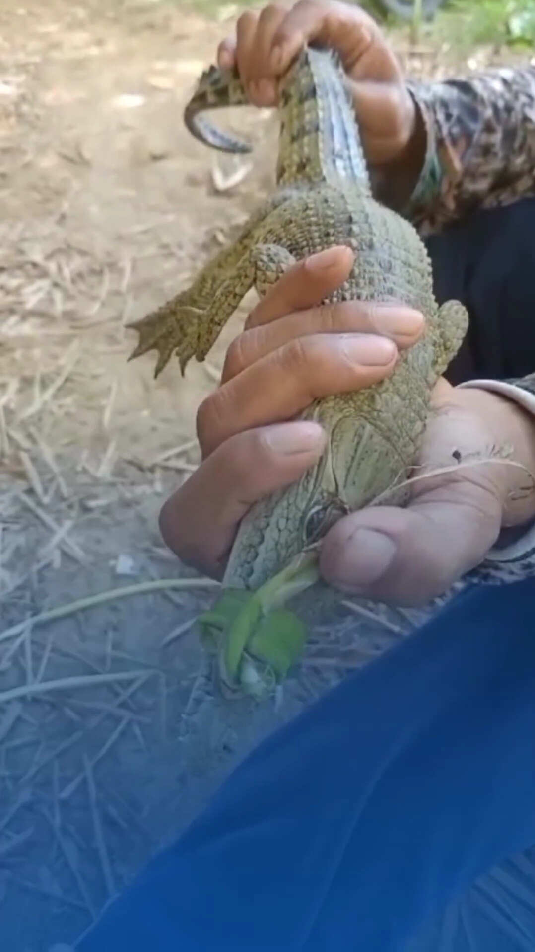 Video Pencari Ikan Temukan Anak Buaya di Sungai Ngadirenggo Viral, Damkar Trenggalek: Kepastiannya Kami Belum Tahu