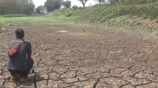 Embung Kering Akibat Musim Kemarau Melanda Wilayah Jombang