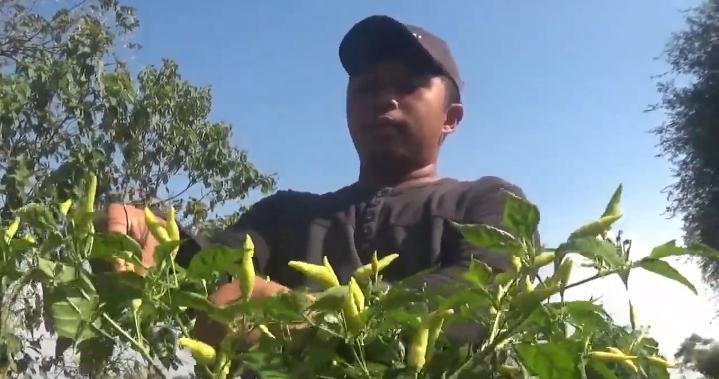 Petani cabai di Desa/Kecamatan Plandaan, Kabupaten Jombang, tengah menikmati lonjakan harga cabai yang mencapai Rp 70 ribu per kilogram.