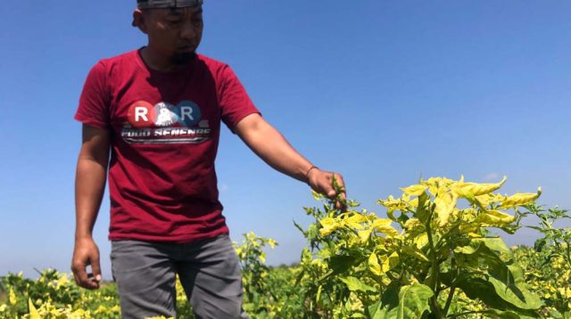 Terserang Virus Gemini, Petani Cabai ponorogo Gagal Panen