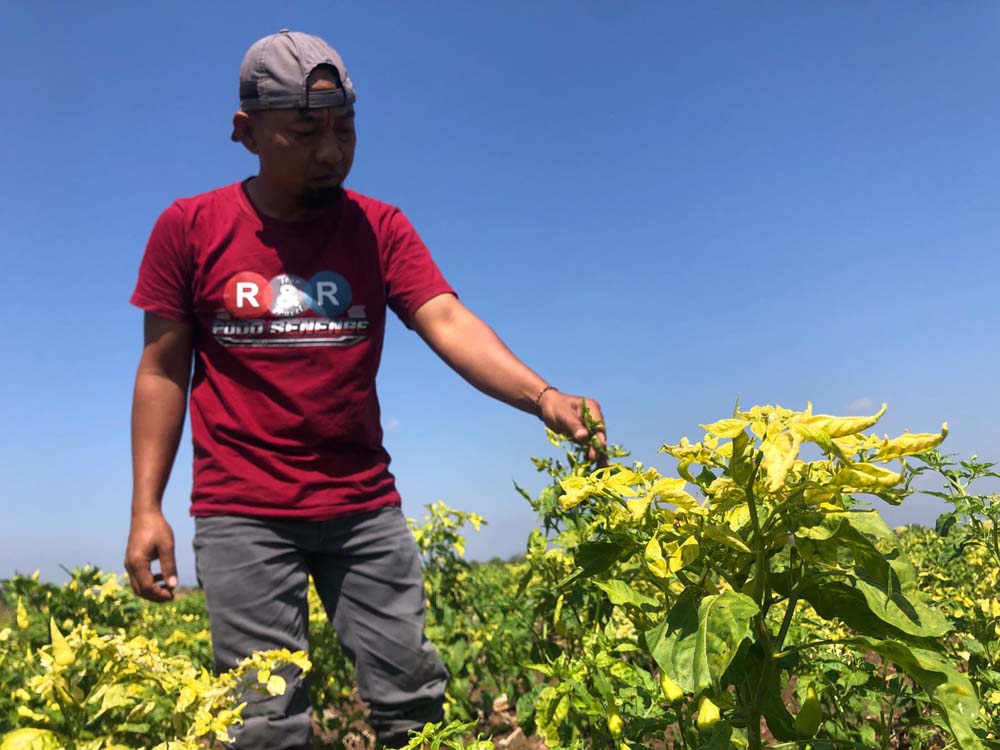 Terserang Virus Gemini, Petani Cabai ponorogo Gagal Panen