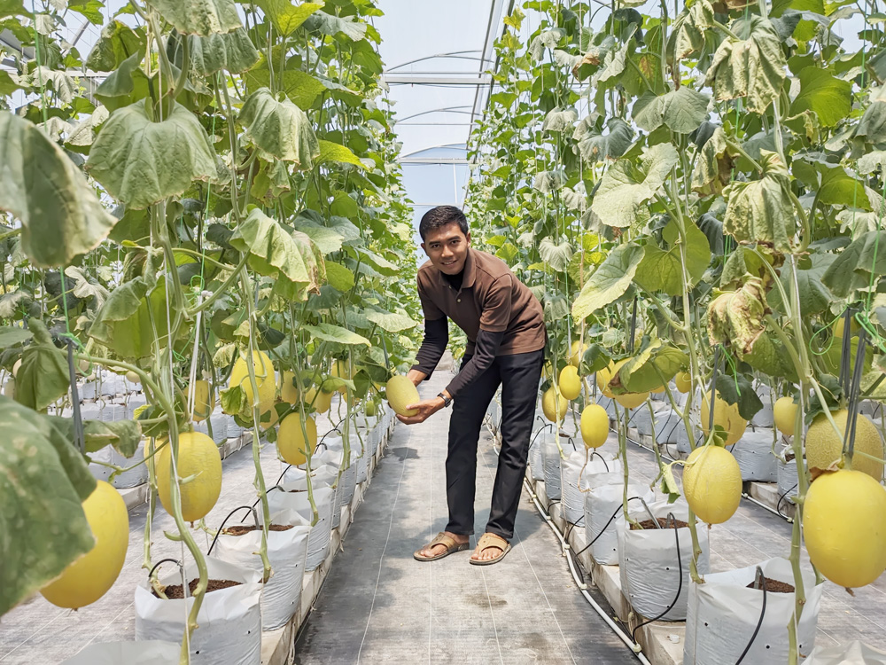 Fiska Indra Pratama, Petani Milenial, Berjuang Keras Kembangkan Melon “Asing” Lewat Hidroponik
