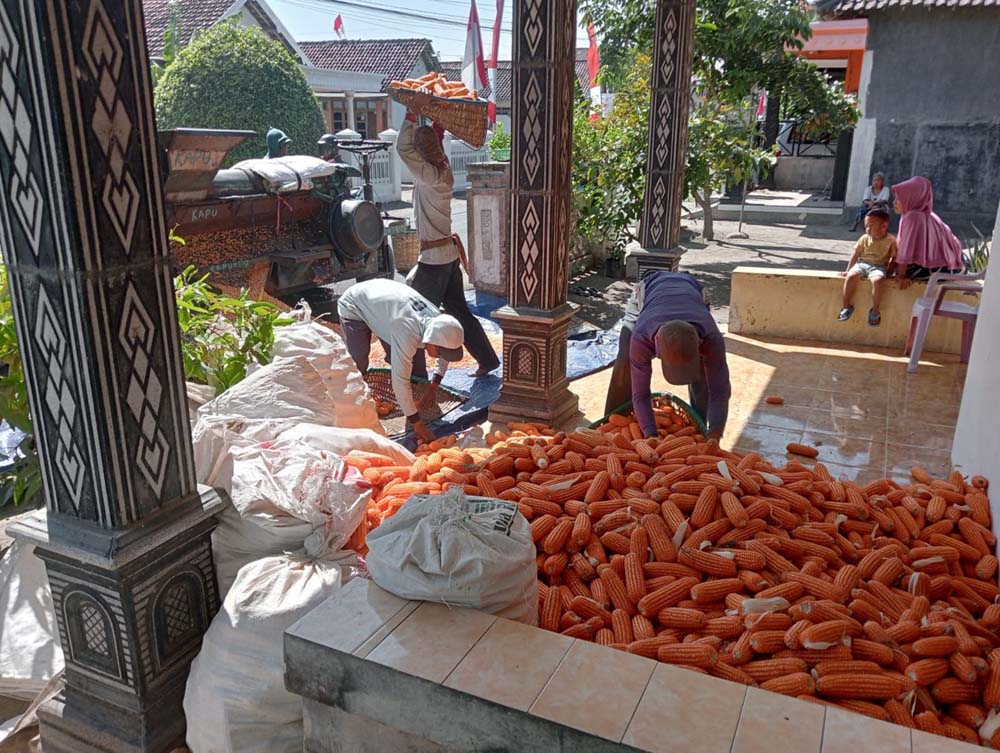 Setelah Terpuruk di Harga Terendah, Petani Jagung di Kabupaten Kediri Mulai Bernafas Lega, Kini Tembus Rp 5.200 Perkilogram