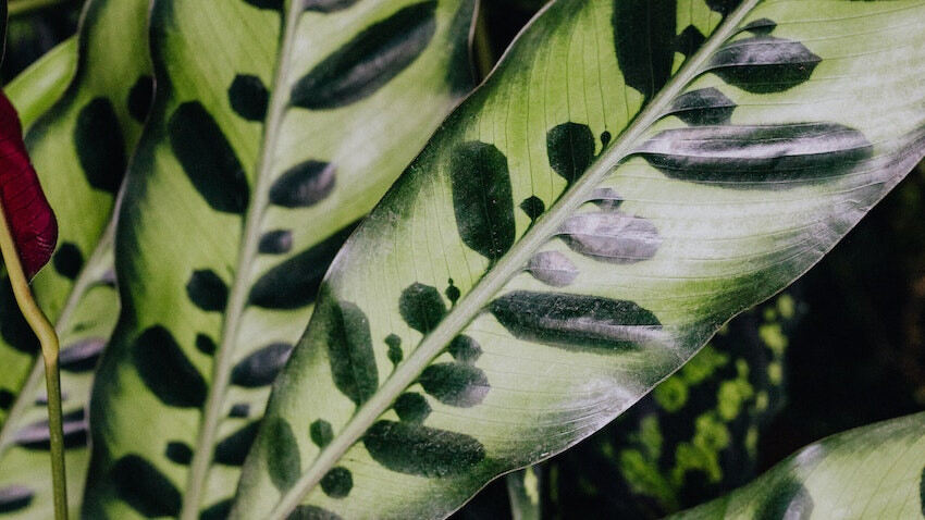 Ketahui Lebih Lanjut tentang Calathea, Cek Asal Usul dan Sejarahnya!