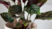 Cara Merawat Calathea yang Sensitif terhadap Sinar Matahari, Jangan Sepelekan Tanda-tanda Ini!
