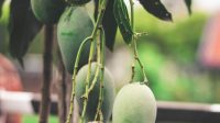 Budidaya Buah Mangga Organik, Ternyata Begini Panduan Lengkap yang Bisa Anda Coba