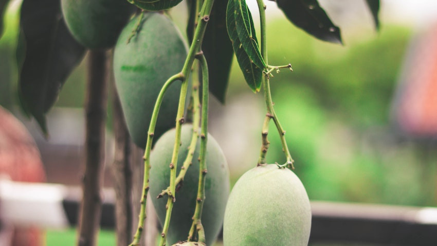 Budidaya Buah Mangga Organik, Ternyata Begini Panduan Lengkap yang Bisa Anda Coba