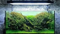 1678513956-ilustrasi-aquascape (1)