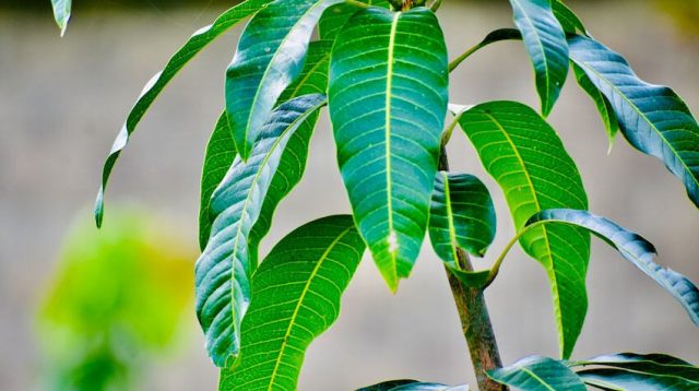 10 Tips Mencegah Hama pada Tanaman Mangga, Pemilik Tanaman Wajib Tau Hal Ini!