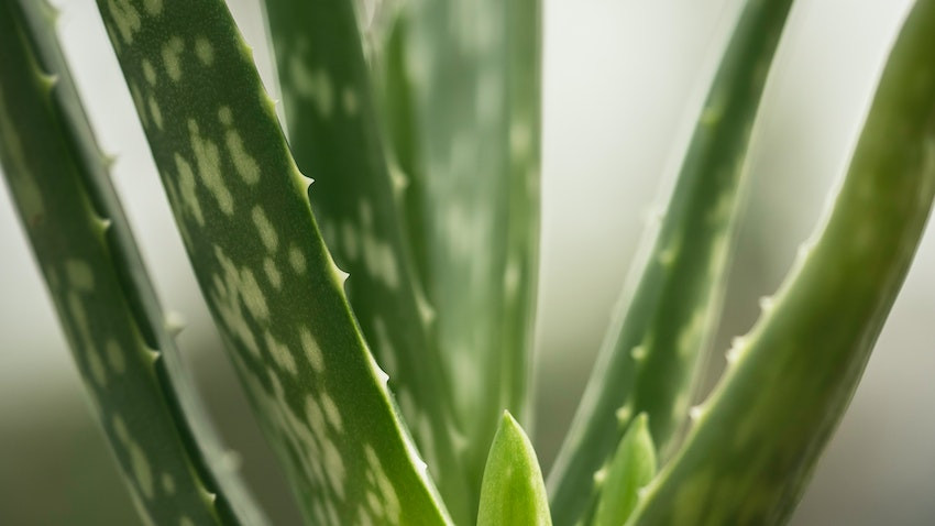 7 Tips Menanam Lidah Buaya di Kebun Anda, Pemula Wajib Tau Hal Ini!