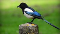 Bukan Hanya Merdu Tapi Juga Cantik! Mari Mengintip Keindahan dari Bulu Burung Murai Batu