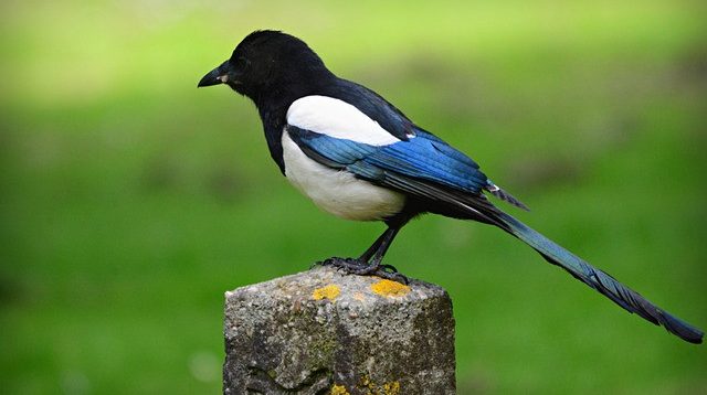 Bukan Hanya Merdu Tapi Juga Cantik! Mari Mengintip Keindahan dari Bulu Burung Murai Batu