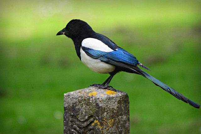 Bukan Hanya Merdu Tapi Juga Cantik! Mari Mengintip Keindahan dari Bulu Burung Murai Batu