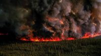 Kebakaran Hutan Akibat Kekeringan, Begini Ancaman Serius bagi Lingkungan Serta Upaya untuk Penanggulangannya