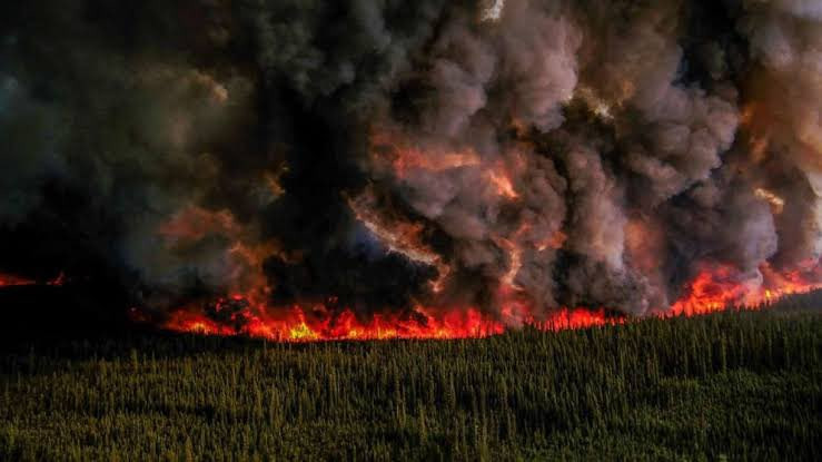 Kebakaran Hutan Akibat Kekeringan, Begini Ancaman Serius bagi Lingkungan Serta Upaya untuk Penanggulangannya