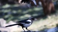 Tips dan Trik Merawat Anakan Burung Murai Batu, Panduan Lengkap yang Perlu Anda Ketahui