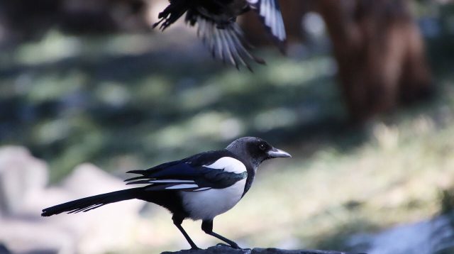 Tips dan Trik Merawat Anakan Burung Murai Batu, Panduan Lengkap yang Perlu Anda Ketahui