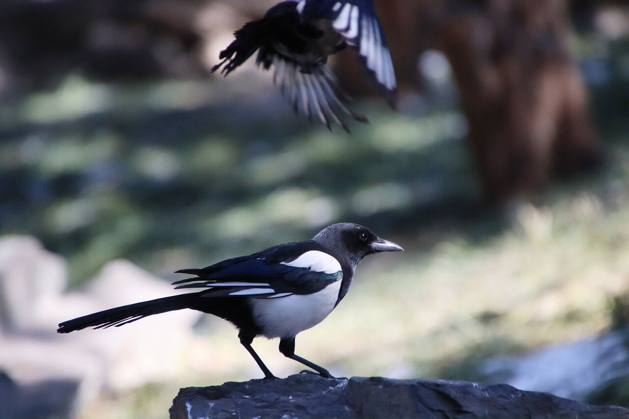 Tips dan Trik Merawat Anakan Burung Murai Batu, Panduan Lengkap yang Perlu Anda Ketahui