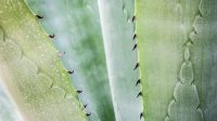 Masalah Umum dalam Perawatan Lidah Buaya, Ikuti 5 Tips Ini Temukan Solusi yang Tepat Masalah Umum dalam Perawatan Lidah Buaya, Ikuti 5 Tips Ini Temukan Solusi yang Tepat