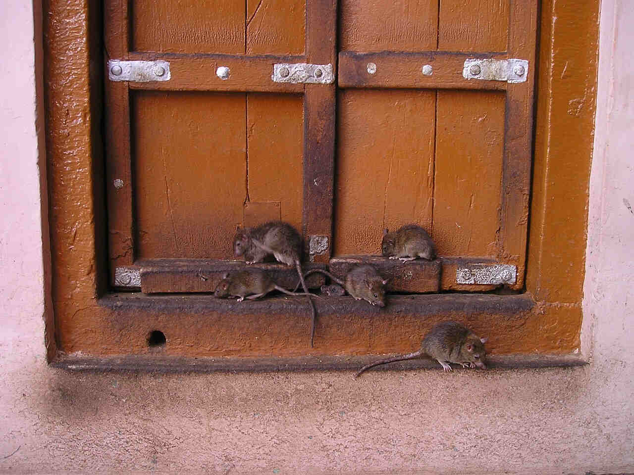 Tanda-tanda Kehadiran Tikus di Rumah, Waspadalah dan Lakukan Langkah Cepat sebelum Populasinya Meningkat!
