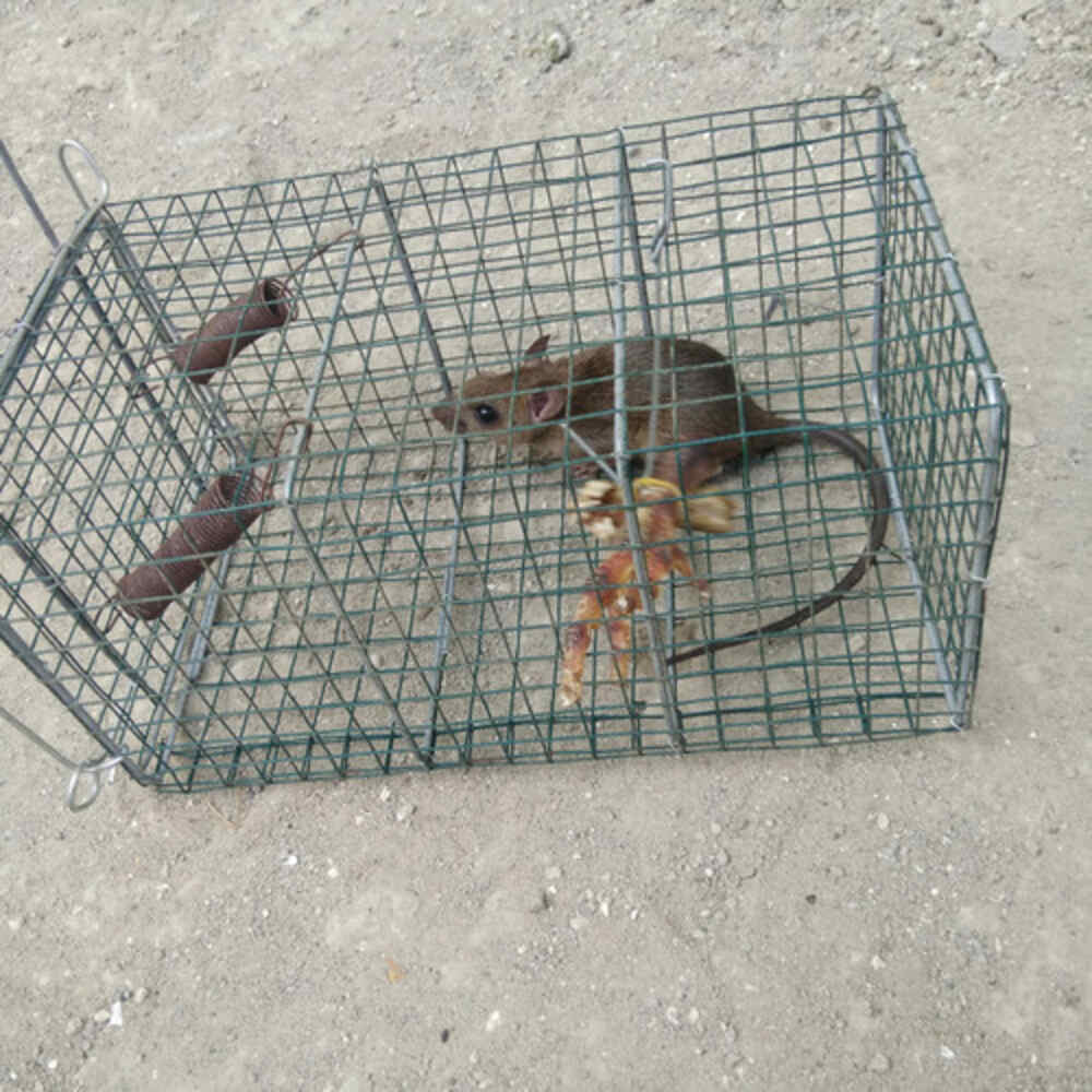 10 Metode Ampuh dalam Mengusir Tikus di Rumah, Ternyata Tikus Tidak Suka dengan Beberapa Bahan Ini Lho…