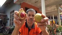 Berbuah Sepanjang Tahun, Warga Desa Jarak Wonosalam Jombang Raup Cuan dari Budidaya Buah Pala