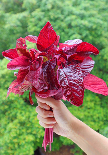 7 Fakta Menarik tentang Bayam Merah, Dikenal Sebagai Sumber Zat Besi Tinggi