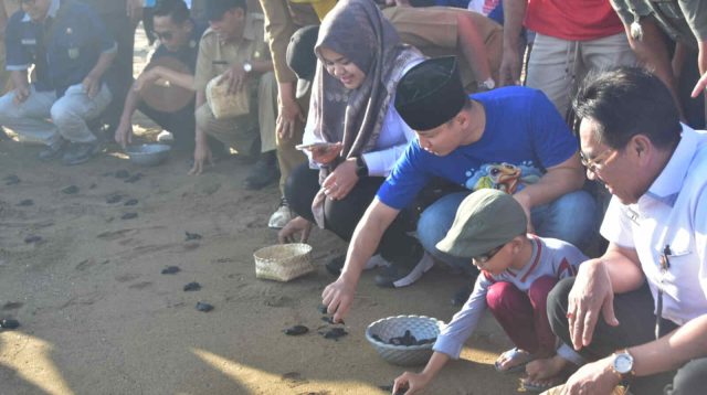 Edukasi dan Upaya Pelestarian Ekosistem Laut, Pemkab Trenggalek Gelar Festival Ucul-Uculan Tukik