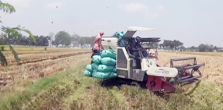 Harga Gabah Naik, Ini Penyebabnya