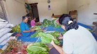 Kemarau Berkepanjangan, Harga Tembakau Naik