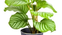 Cara Mengatasi Masalah Kekeringan pada Calathea, Yuk Simak Hal Ini!