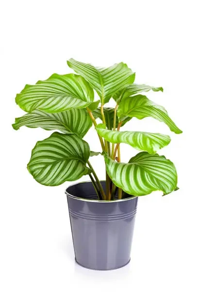 Cara Mengatasi Masalah Kekeringan pada Calathea, Yuk Simak Hal Ini!