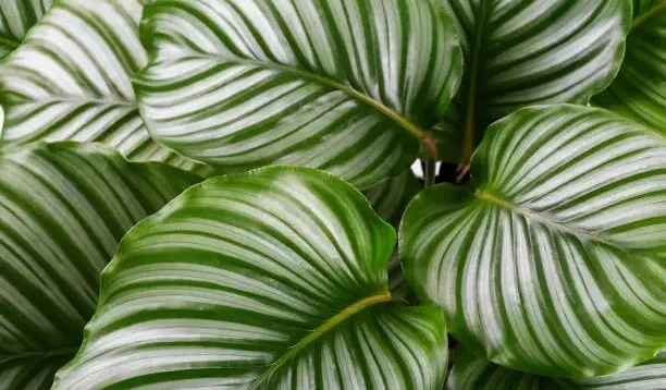 Inilah Cara Mengatasi Kekeringan pada Tanaman Calathea, Jangan Paparkan Sinar Matahari Langsung!