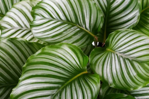 Inilah Cara Mengatasi Kekeringan pada Tanaman Calathea, Jangan Paparkan Sinar Matahari Langsung!
