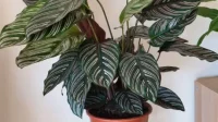 Panduan Lengkap Bagi Pemula, Ini 8 Cara Memperbanyak Calathea dengan Mudah