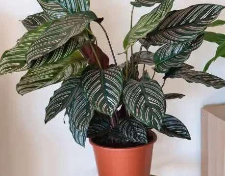 Cocok untuk Dekorasi Ruangan, Inilah Jenis, Karakteristik, dan Perawatan yang Tepat Bagi Tanaman Calathea