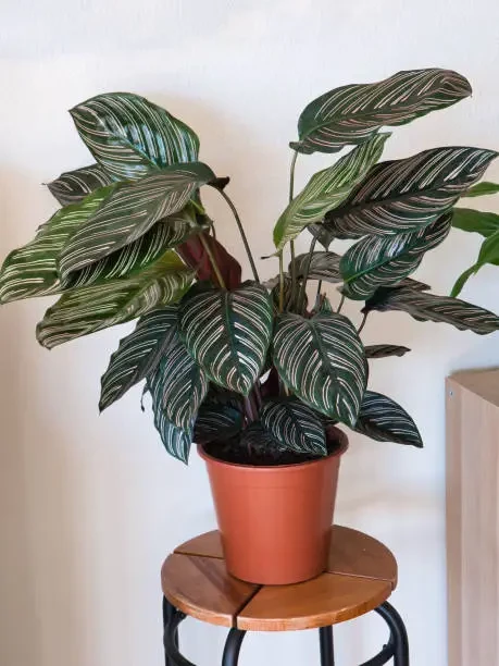 Cocok untuk Dekorasi Ruangan, Inilah Jenis, Karakteristik, dan Perawatan yang Tepat Bagi Tanaman Calathea