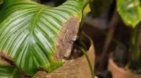 Alasan Daun Calathea Rontok dan Cara Mengatasinya, Temukan Penjelasannya Disini…