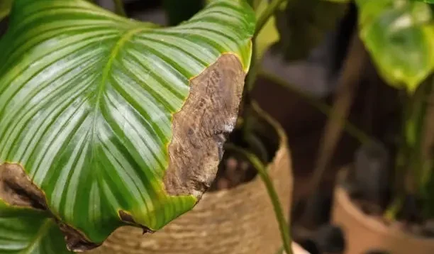 Alasan Daun Calathea Rontok dan Cara Mengatasinya, Temukan Penjelasannya Disini…