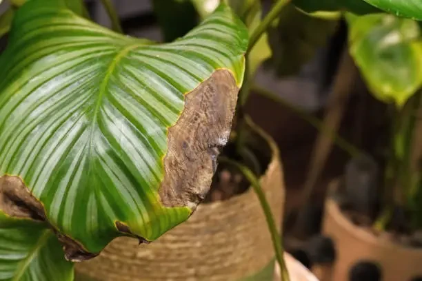 Alasan Daun Calathea Rontok dan Cara Mengatasinya, Temukan Penjelasannya Disini…