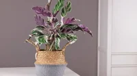 Sedang Naik Daun! Yuk Menikmati Keindahan Tanaman Hias Calathea di Rumah Anda