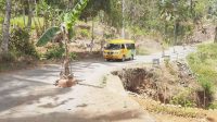 Kesal Tak Kunjung Diperbaiki, Warga di Kecamatan Pule Trenggalek Tanam Pohon Pisang di Jalan Rusak